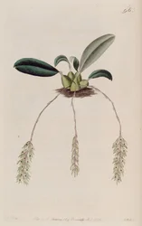 Ilustración de Bulbophyllum pendulum (como sin. Tribrachia pendula)
